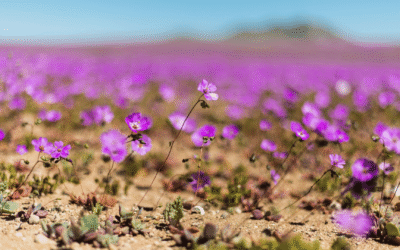 Sustainable growth in an increasingly fragmented world