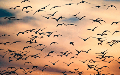 What Makes Social Value Valuable?